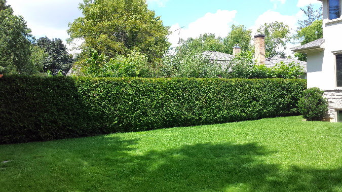Mineola Landscaping