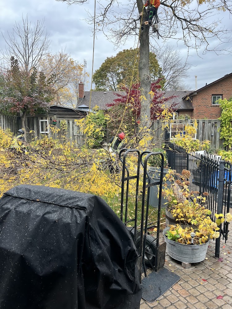 Arbor Tree Service